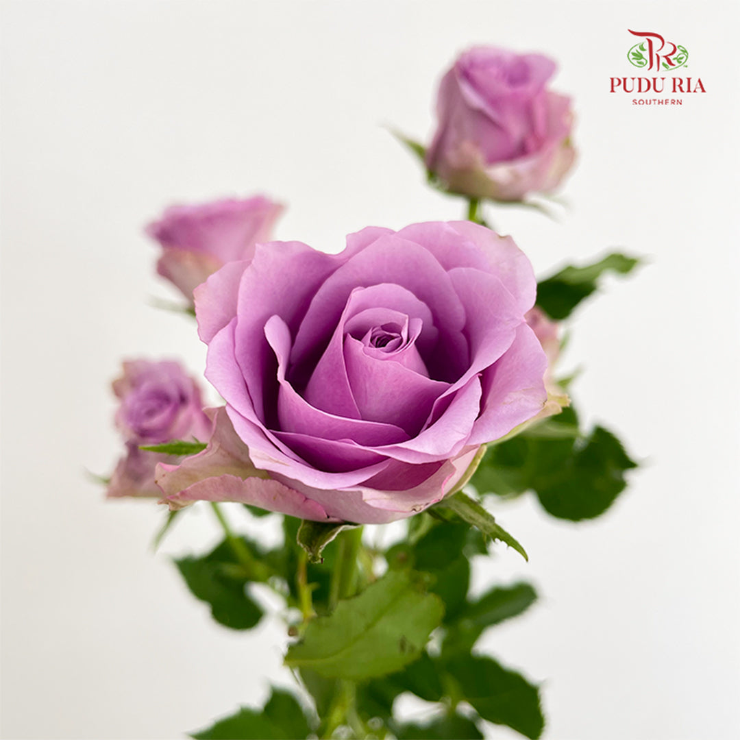Rose Spray Zixia Fairy - (8-10 Stems)