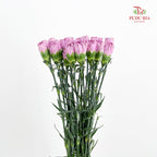 Carnation 棒棒糖尤香康乃馨 - (18-20 Stems)