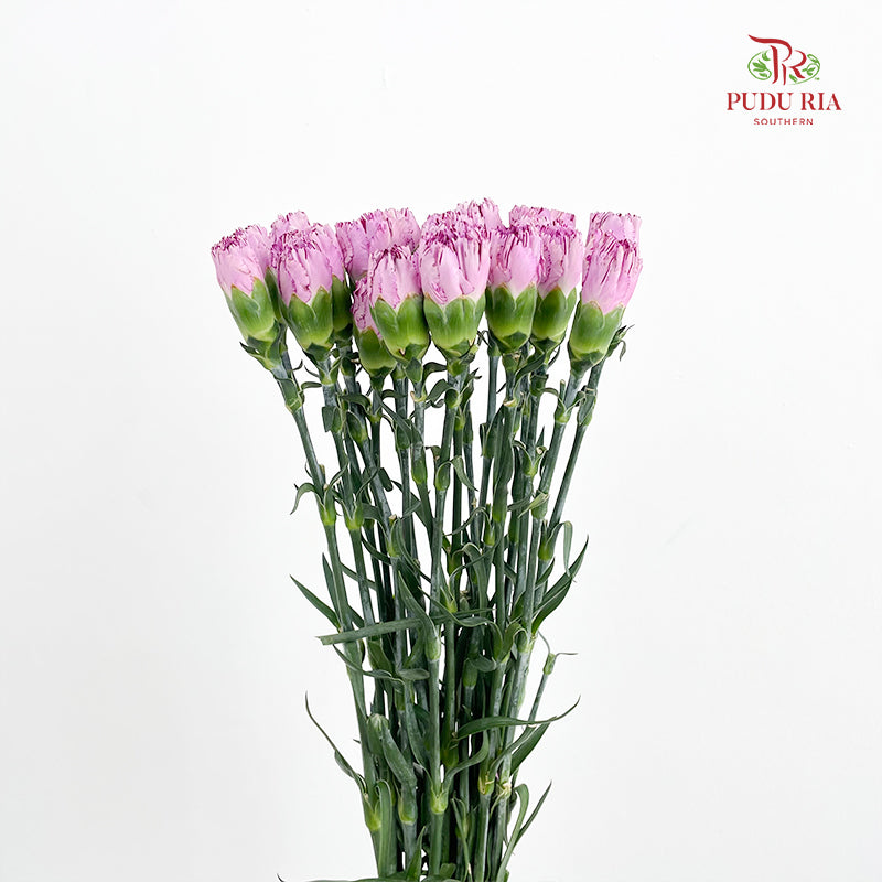 Carnation 棒棒糖尤香康乃馨 - (18-20 Stems)