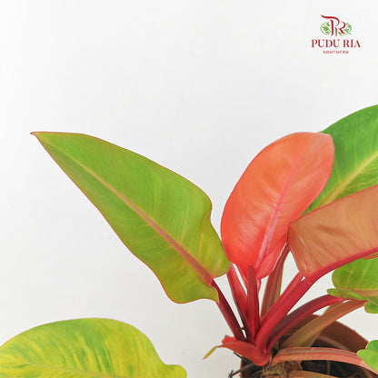 Philodendron Congo Orange