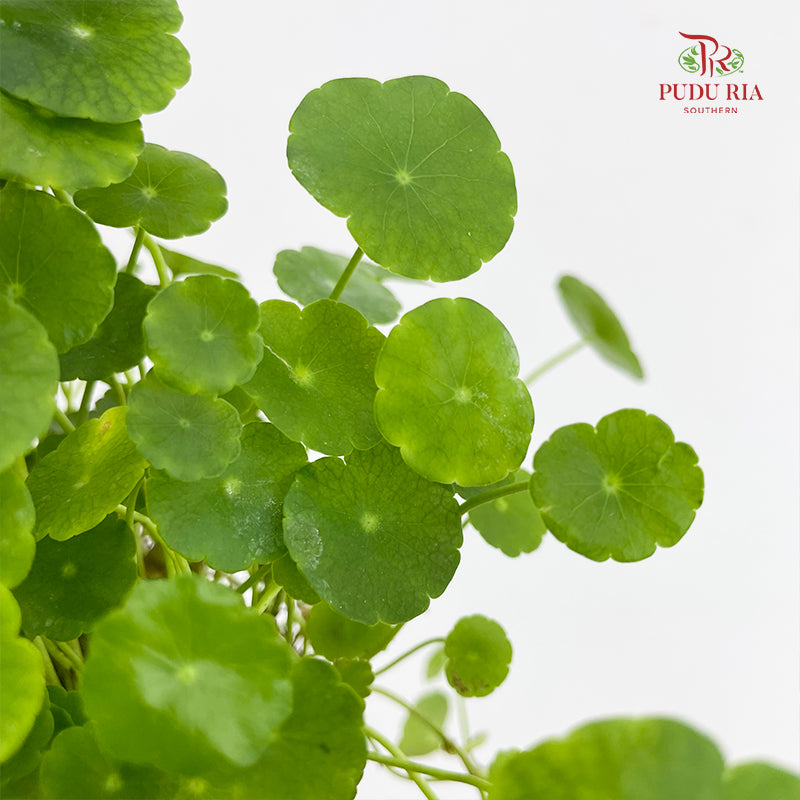 Asiatic Pennywort