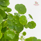 Asiatic Pennywort
