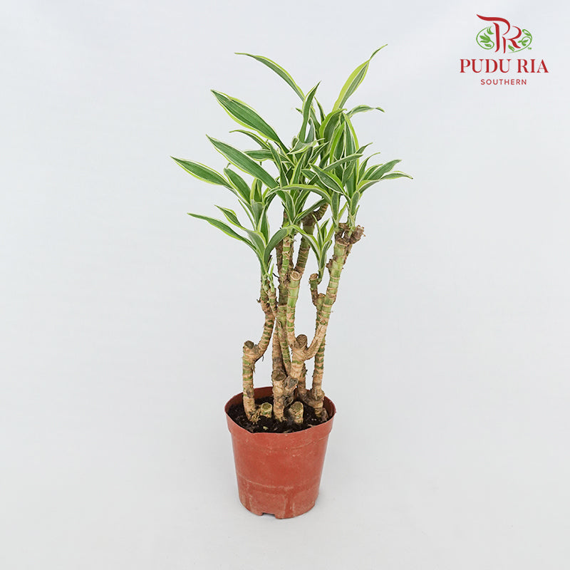 Dracaena Lemon Lime Tree (L)
