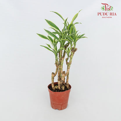 Dracaena Lemon Lime Tree (L)