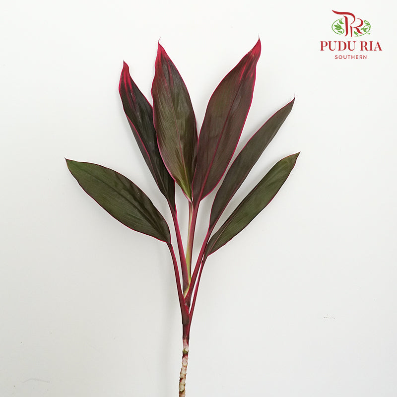 Snow Red (Cordyline Red) - Per Pack - Pudu Ria Florist Southern
