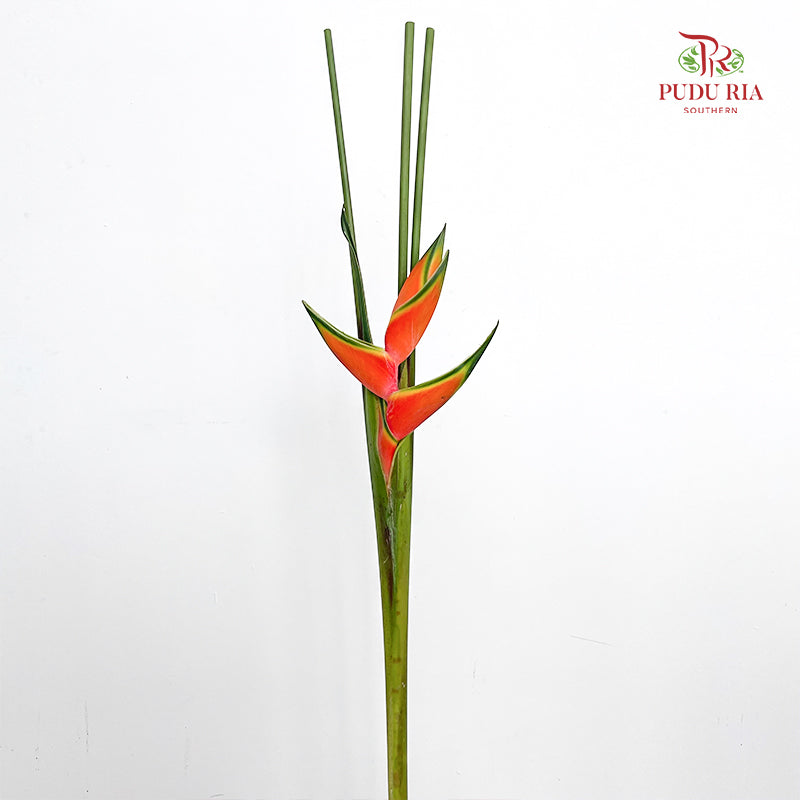Heliconia / Crab Claw - (Per Stem)