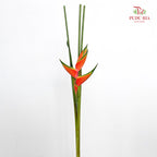 Heliconia / Crab Claw - (Per Stem)