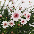 Margaret Flower - (Per Bundle)