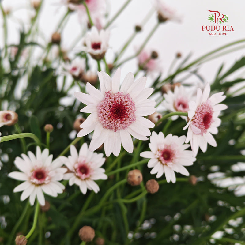 Margaret Flower - (Per Bundle)