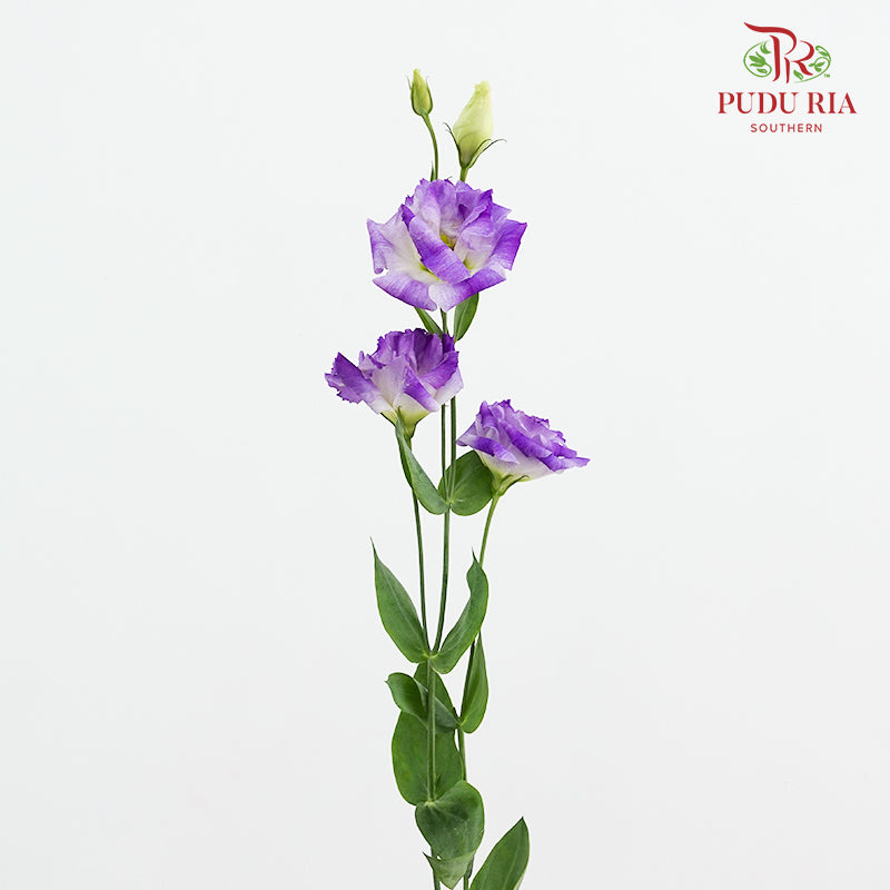 Eustoma Wave Purple - (12-15 Stems)