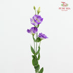 Eustoma Wave Purple - (12-15 Stems)