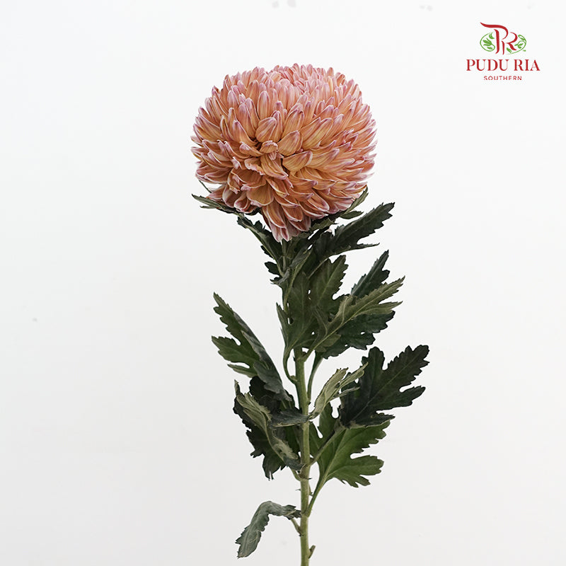 Peony Chrysanthemum Dyed Light Brown - (5 Stems)