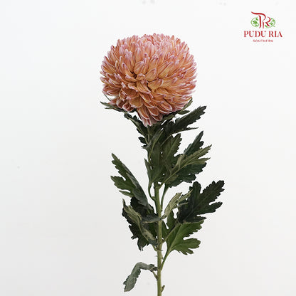 Peony Chrysanthemum Dyed Light Brown - (5 Stems)
