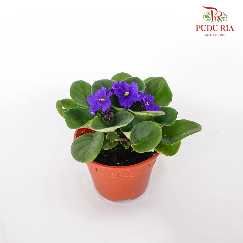 JH Saintpaulia Indigo - Pudu Ria Florist Southern