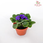 JH Saintpaulia Indigo - Pudu Ria Florist Southern
