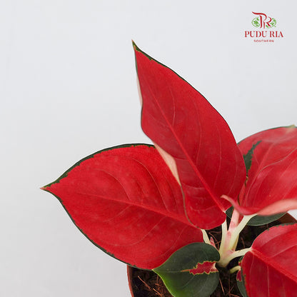 Aglaonema Eastern Red