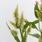 Celosia Spray White (Per Bundle) - Pudu Ria Florist Southern