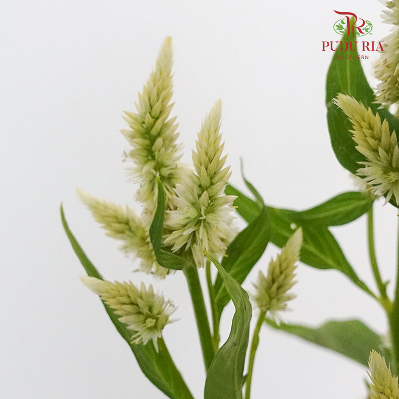 Celosia Spray White (Per Bundle) - Pudu Ria Florist Southern