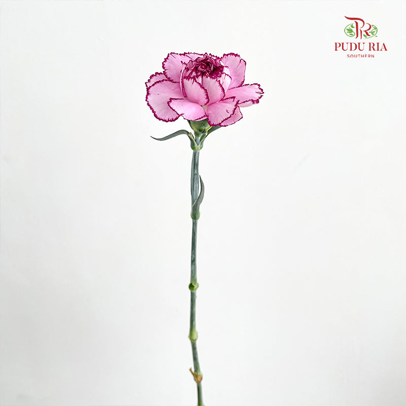 Carnation Zixia Fairy 紫霞仙子康乃馨- (18-20 Stems)