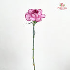 Carnation Zixia Fairy 紫霞仙子康乃馨- (18-20 Stems)