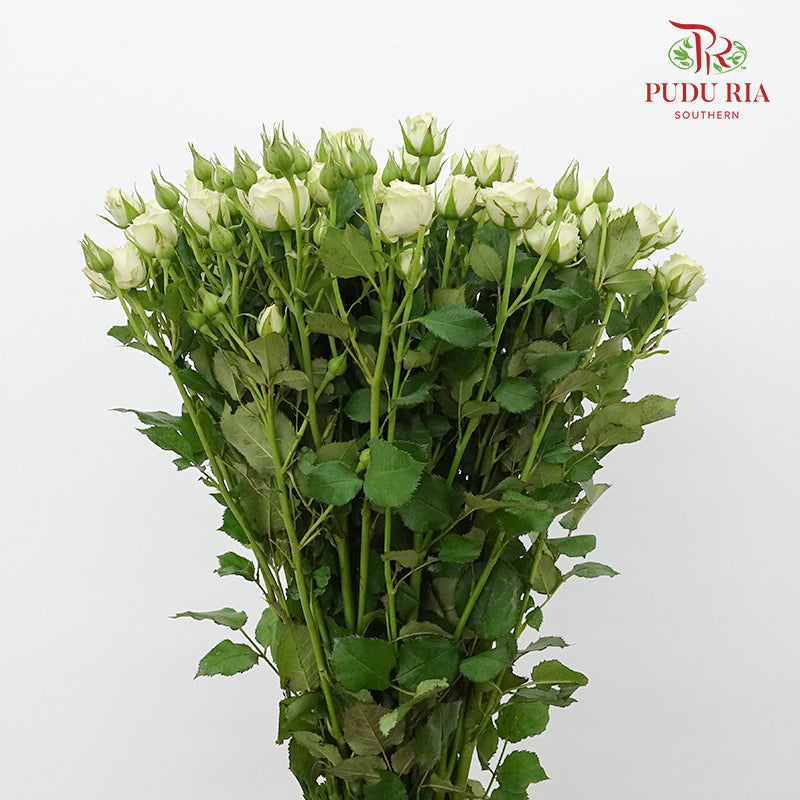 Rose Spray Starry (8-10 Stems) - Pudu Ria Florist Southern