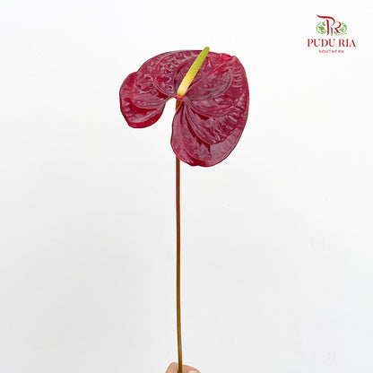 Anthurium Dark Red 火鹤花 - (5 Stems)