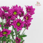 Chrysanthemum Santini / Calimero Mini Daisy Dark Purple