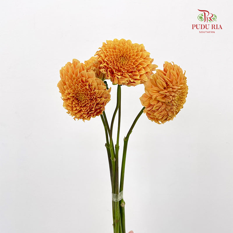 Dahlia Gold - (Per Bundle)