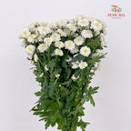Chrysanthemum Calimero Pompom Miller White - (10-12 Stems)