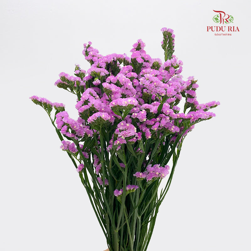 Statice Pink 勿忘我 - (Per Bundle)