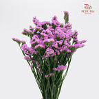 Statice Pink 勿忘我 - (Per Bundle)