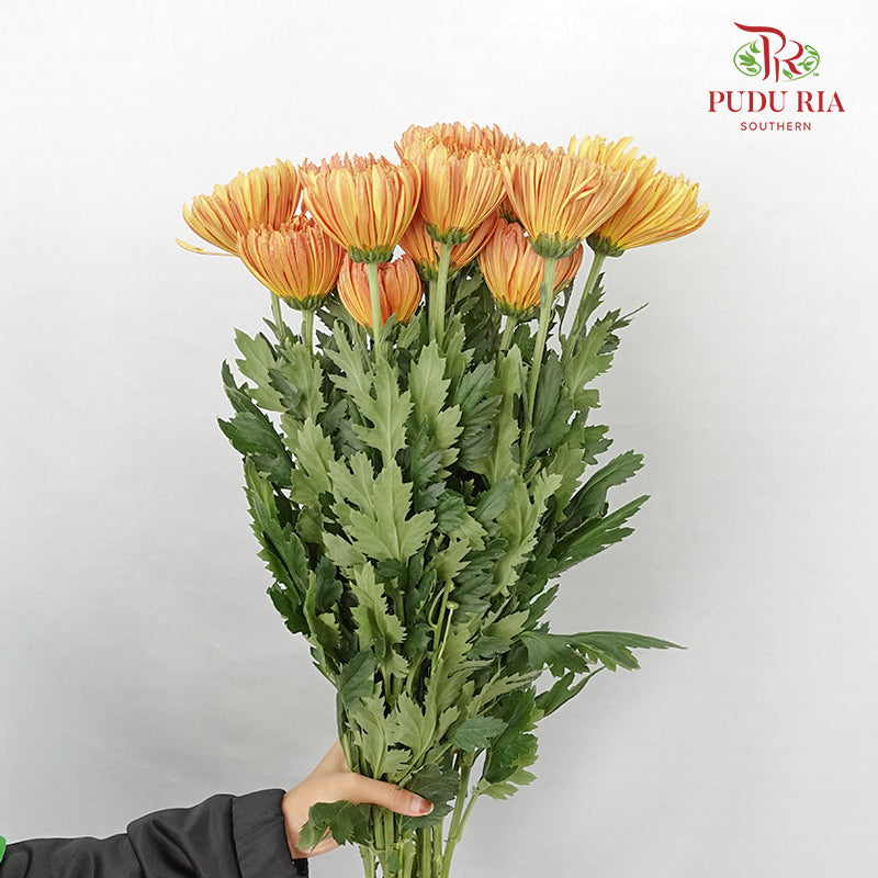 Net Mum Chrysanthemum Orange (10-12 Stems) - Pudu Ria Florist Southern