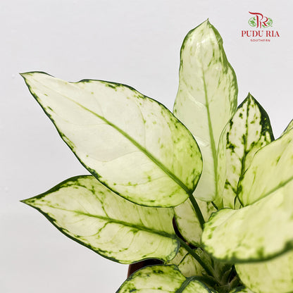 Aglaonema Super White