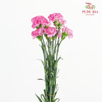 Carnation Boheme 康乃馨 - (8-10 Stems)