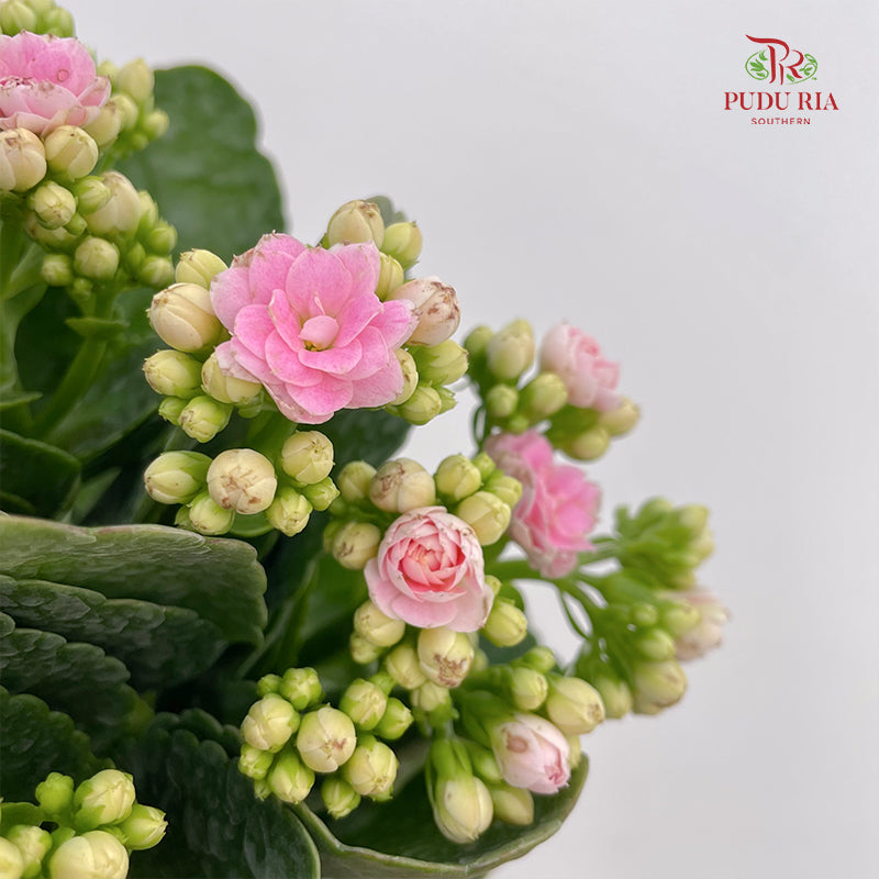 Kalanchoe Mixed (M)