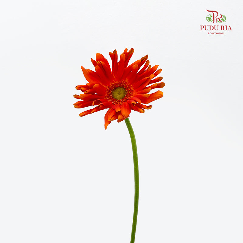 Gerbera Pasta Orange 卷邊非洲菊 - (8-10 Stems)