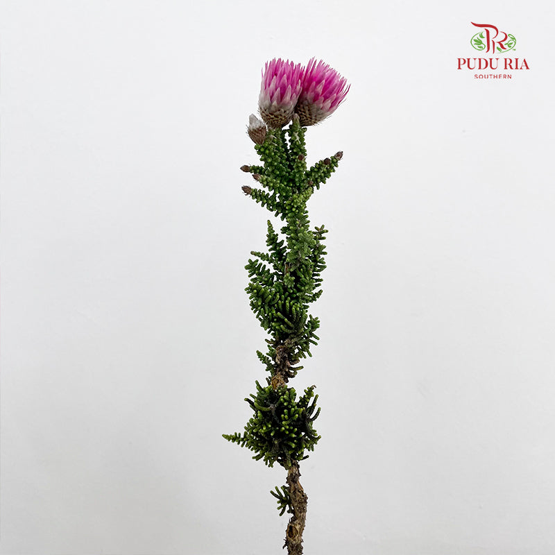 Phaenocoma Prolifera - (Per Bundle)