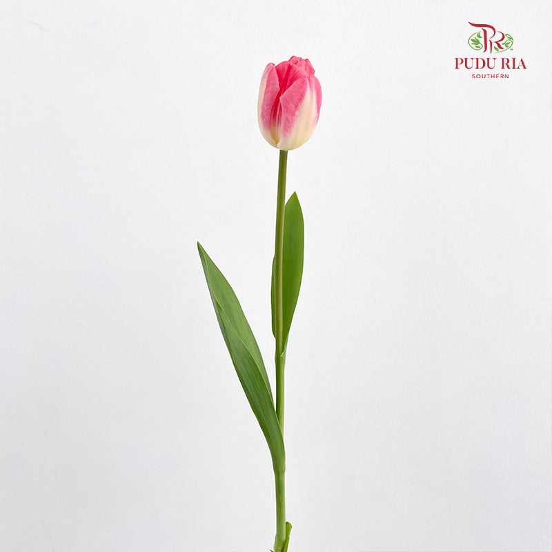 Tulip Pink 郁金香 - (8-10 Stems)