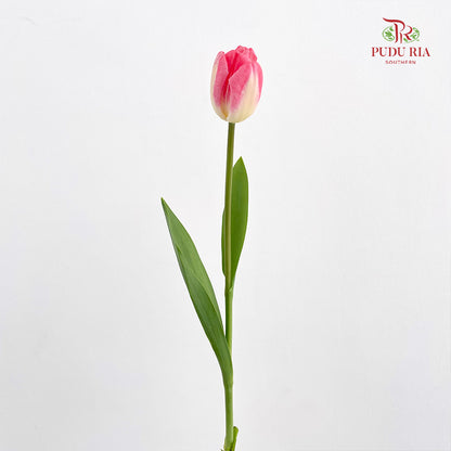 Tulip Tone Pink - (8-10 Stems)