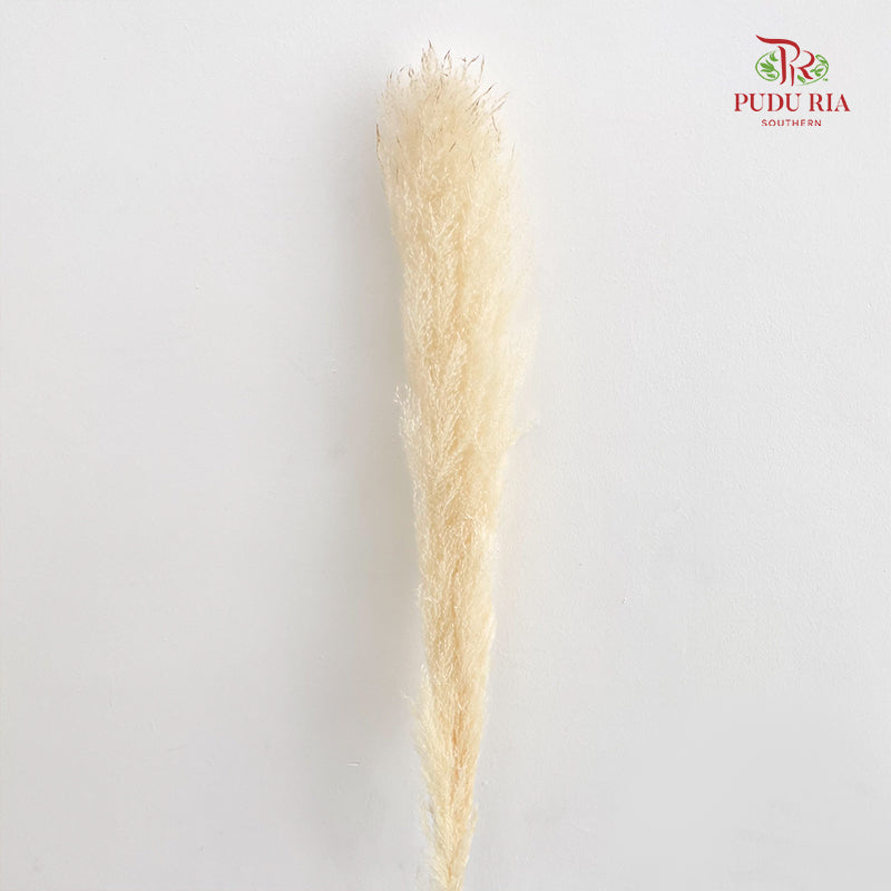 Dry Pampas Natural - Cream