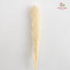 Dry Pampas Natural - Cream