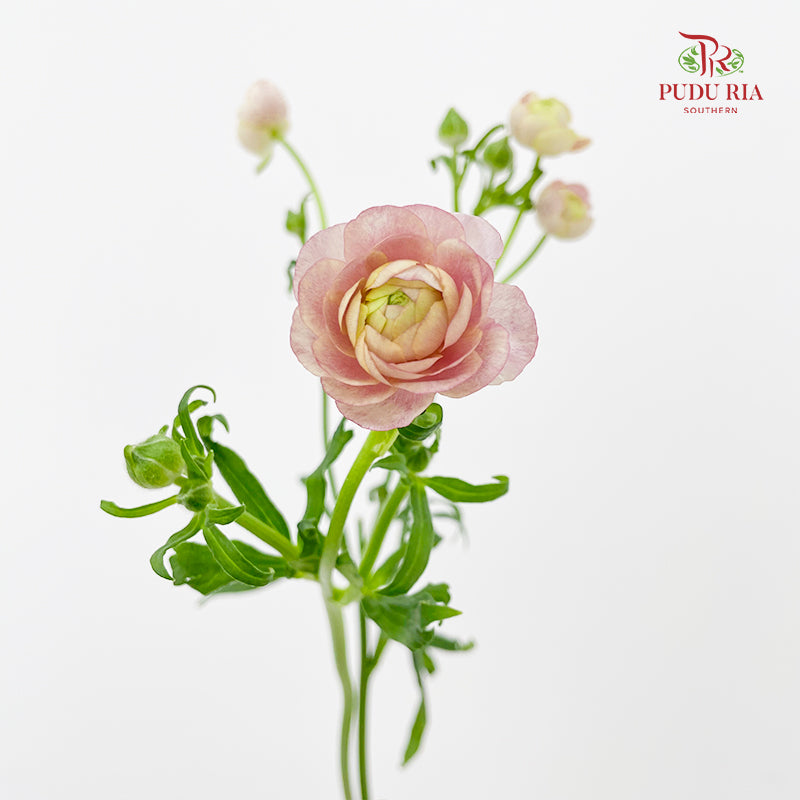 Ranunculus Butterfly Pink 蝴蝶洋牡丹 - (5 Stems)
