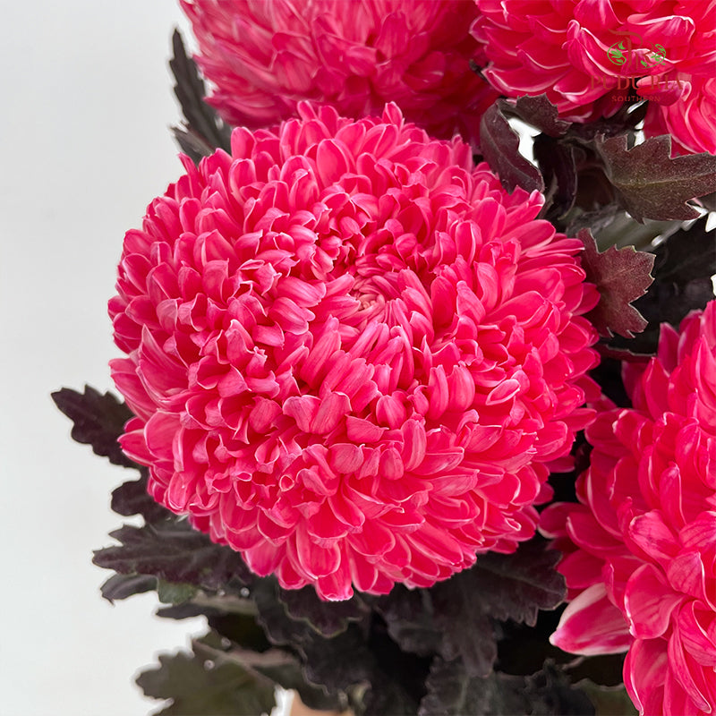 Peony Chrysanthemum Dyed Pink 牡丹菊 - (5 Stems)