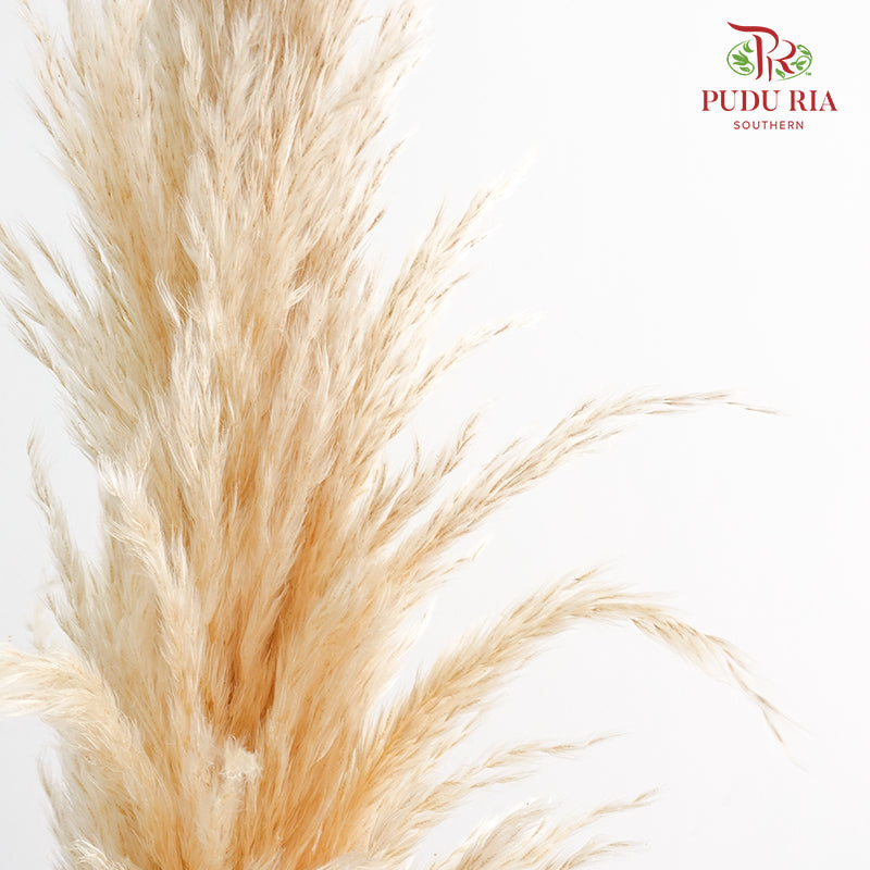 Dry Pampas Natural