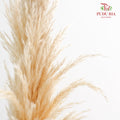 Dry Pampas Natural