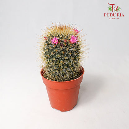 Cactus Mix 4 - Pudu Ria Florist Southern