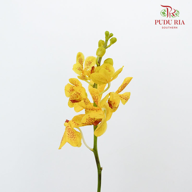 Mokara Orchid Yellow / 10 Stems - Pudu Ria Florist Southern