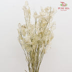 Dry Lunaria Natural / Per Bundle
