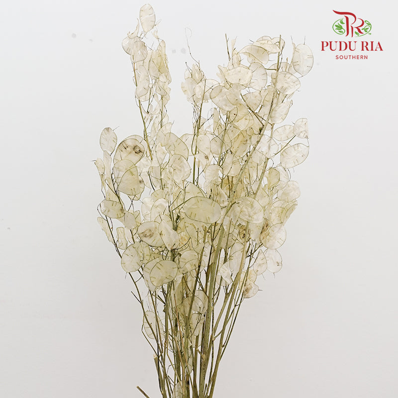Dry Lunaria Natural / Per Bundle