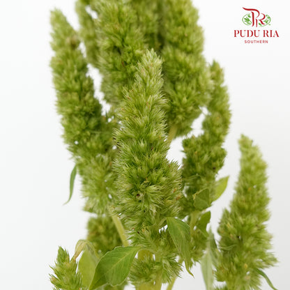 Amaranthus Straigh Green - Pudu Ria Florist Southern